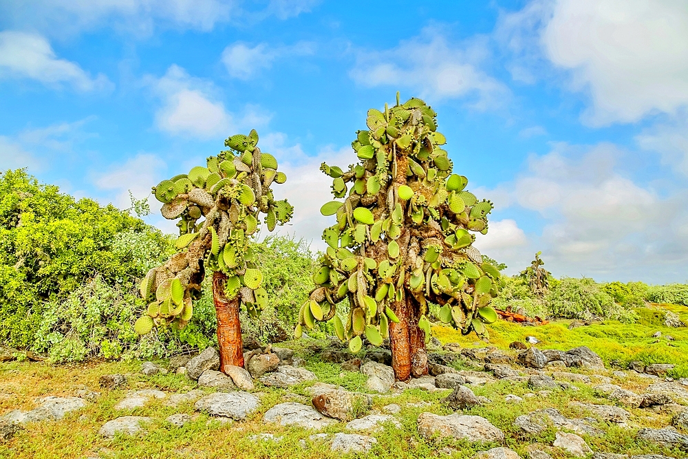 Opuntia (Prickly Pear) cacti on South Plaza island, Galapagos, UNESCO World Heritage Site, Ecuador, South America