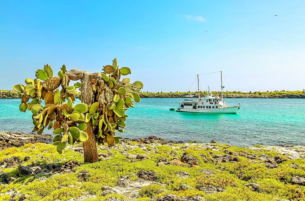 Opuntia (Prickly Pear) cacti on South Plaza island, Galapagos, UNESCO World Heritage Site, Ecuador, South America