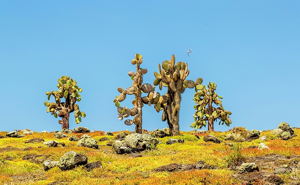 Opuntia (Prickly Pear) cacti on South Plaza island, Galapagos, UNESCO World Heritage Site, Ecuador, South America