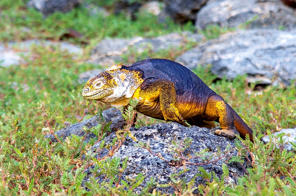 Galapagos Land Iguana (Conolophus subcristatus), can grow to five feet long and live for 60 years, South Plaza island, Galapagos, UNESCO World Heritage Site, Ecuador, South America