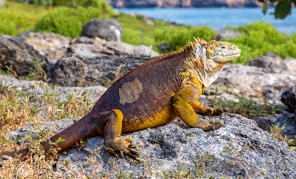 Galapagos Land Iguana (Conolophus subcristatus), large lizard can can grow to five feet long and live for 60 years, South Plaza island, Galapagos, UNESCO World Heritage Site, Ecuador, South America