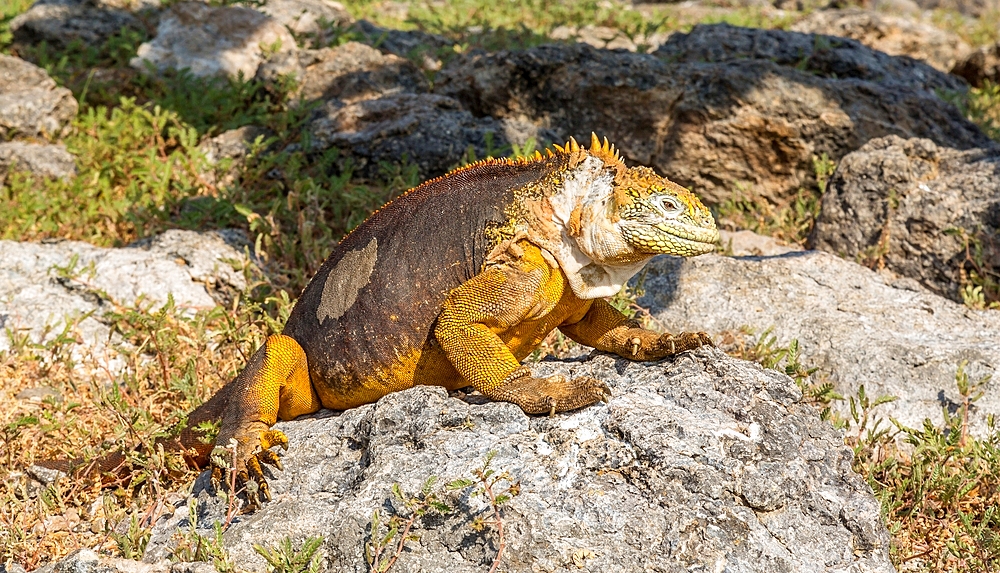 Galapagos Land Iguana (Conolophus subcristatus), large lizard can can grow to five feet long and live for 60 years, South Plaza island, Galapagos, UNESCO World Heritage Site, Ecuador, South America