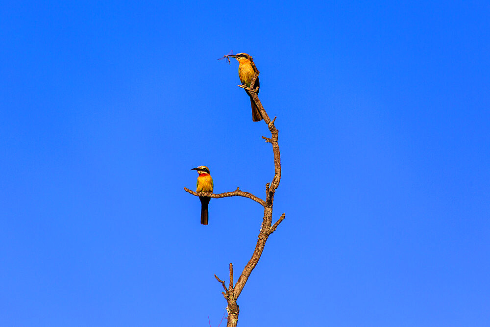 White Fronted Bee Eaters (Merops bullockoides) eat insects in a dead tree in the Welgevonden Game Reserve, South Africa, Africa