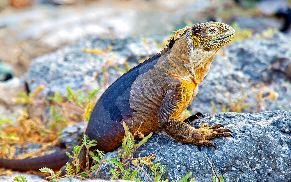 Galapagos Land Iguana (Conolophus subcristatus), large lizard can can grow to five feet long and live for 60 years, South Plaza island, Galapagos, UNESCO World Heritage Site, Ecuador, South America