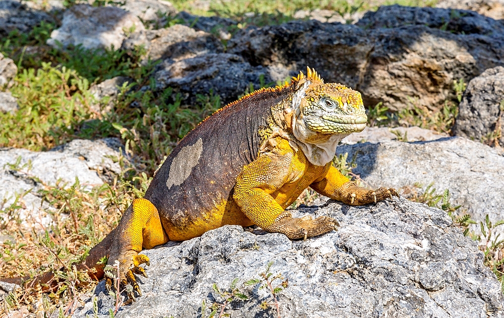 Galapagos Land Iguana (Conolophus subcristatus), large lizard can can grow to five feet long and live for 60 years, South Plaza island, Galapagos, UNESCO World Heritage Site, Ecuador, South America