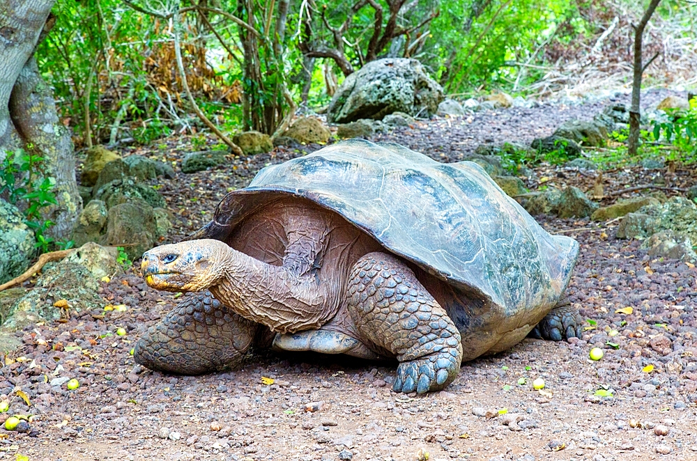 Galapagos Giant Tortoise (Chelonoidis chathamensis), can live for over 100 years, San Cristobal island, Galapagos, UNESCO World Heritage Site, Ecuador, South America