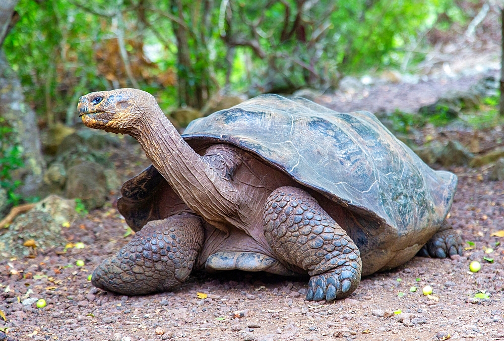 Galapagos Giant Tortoise (Chelonoidis chathamensis), can live for over 100 years, San Cristobal island, Galapagos, UNESCO World Heritage Site, Ecuador, South America