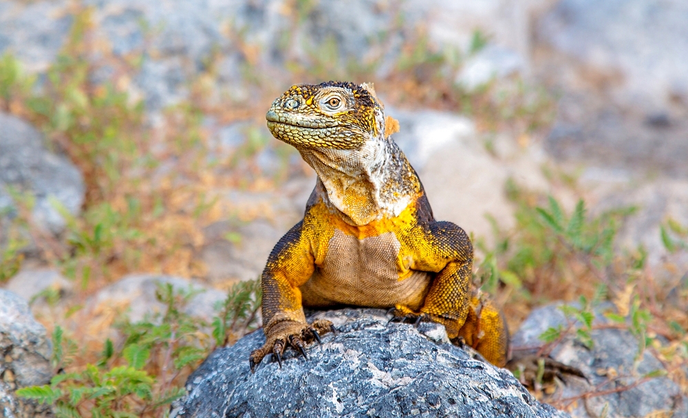 Galapagos Land Iguana (Conolophus subcristatus), large lizard can can grow to five feet long and live for 60 years, South Plaza island, Galapagos, UNESCO World Heritage Site, Ecuador, South America