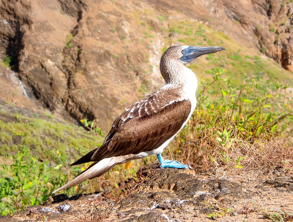 Blue Footed Booby (Sula nebouxii), a marine bird found in the Eastern Pacific whose unusual blue feet feature in courtship rituals, Galapagos, UNESCO World Heritage Site, Ecuador, South America