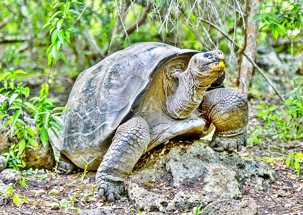 Galapagos Giant Tortoise (Chelonoidis chathamensis), can live for over 100 years, on San Cristobal island, Galapagos, UNESCO World Heritage Site, Ecuador, South America