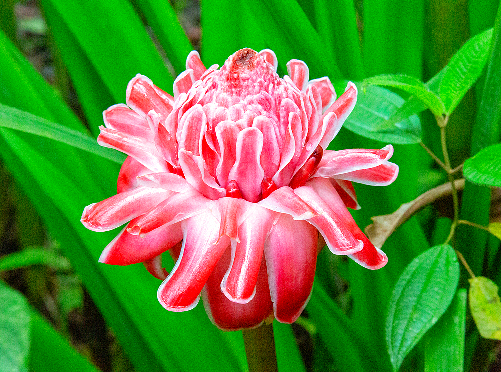 Pink Torch Ginger flower (etlingera elatior), Ecuador, South America