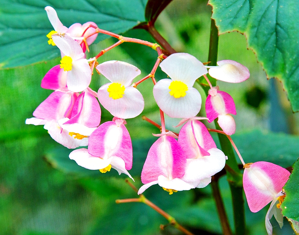 Begonia grandis flowers (subsp. evansiana), Ecuador, South America