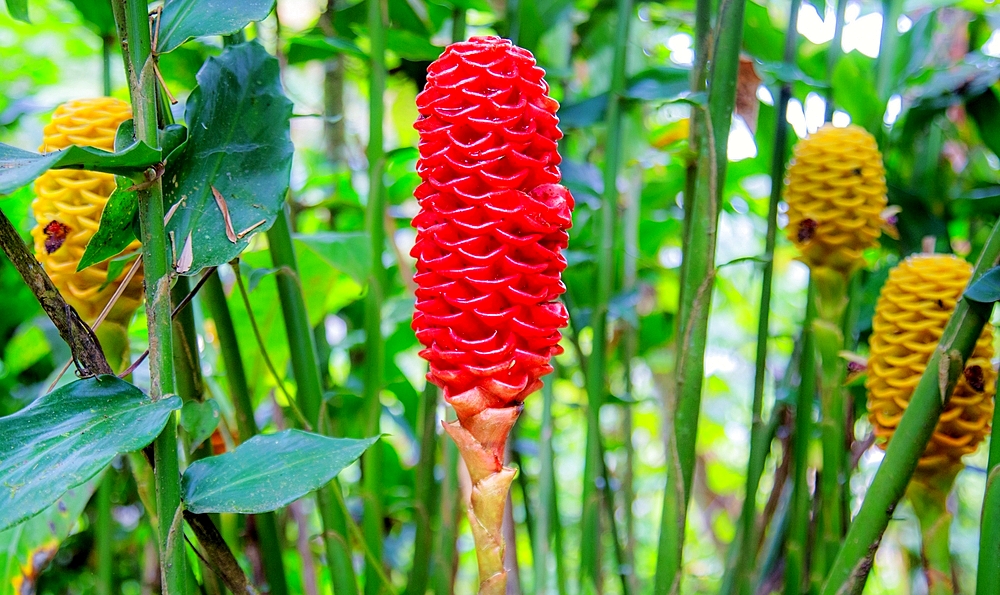 Beehive Ginger (Zingiber spectabile), a deciduous plant that grows from a rhizome to over seven feet tall, Ecuador, South America