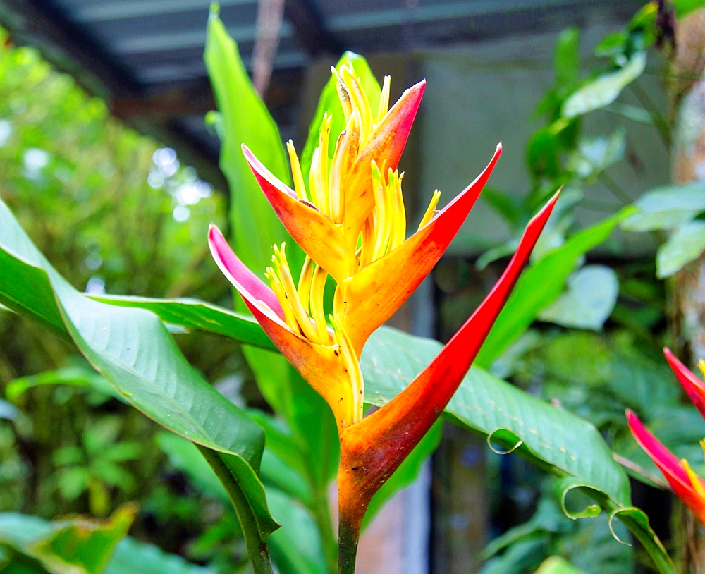 Heliconia Psittacorum flowers, a herb plant common in South America and the Caribbean, Ecuador, South America