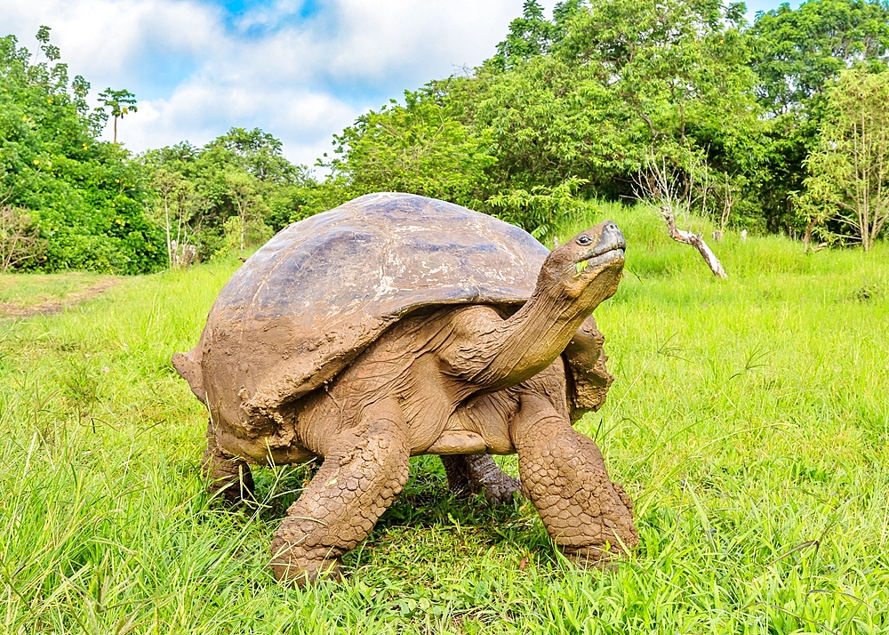 Galapagos Giant Tortoise (Chelonoidis chathamensis), can live for over one hundred years, Santa Cruz island, Galapagos, Ecuador, South America