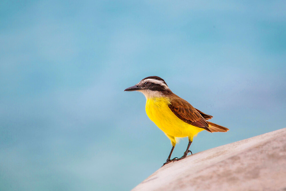 Great Kiskadee (Pitangus Sulphuratus), introduced to Bermuda in 1957 to try to control the Anole lizard, Bermuda, Atlantic, Central America