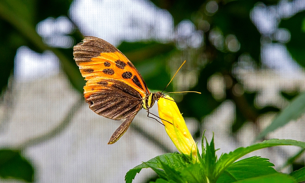 Marsaeus Tigerwing butterfly (Melinaea marsaeus), Mindo, Ecuador, South America