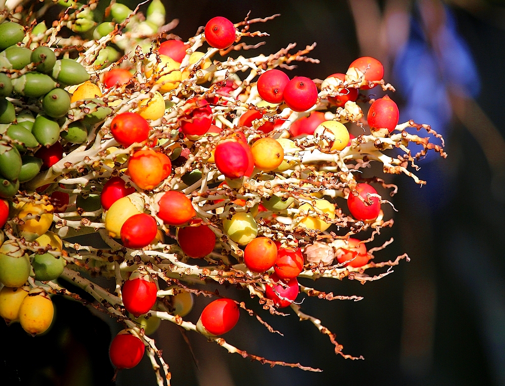 Palm Tree fruits, Bermuda, Atlantic, North America