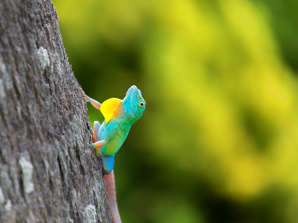 Male Jamaican Anole Lizard (Anolis Grahami) with Dewlap extended, introduced to Bermuda in 1905 to eat fruit flies, Bermuda, Atlantic, Central America