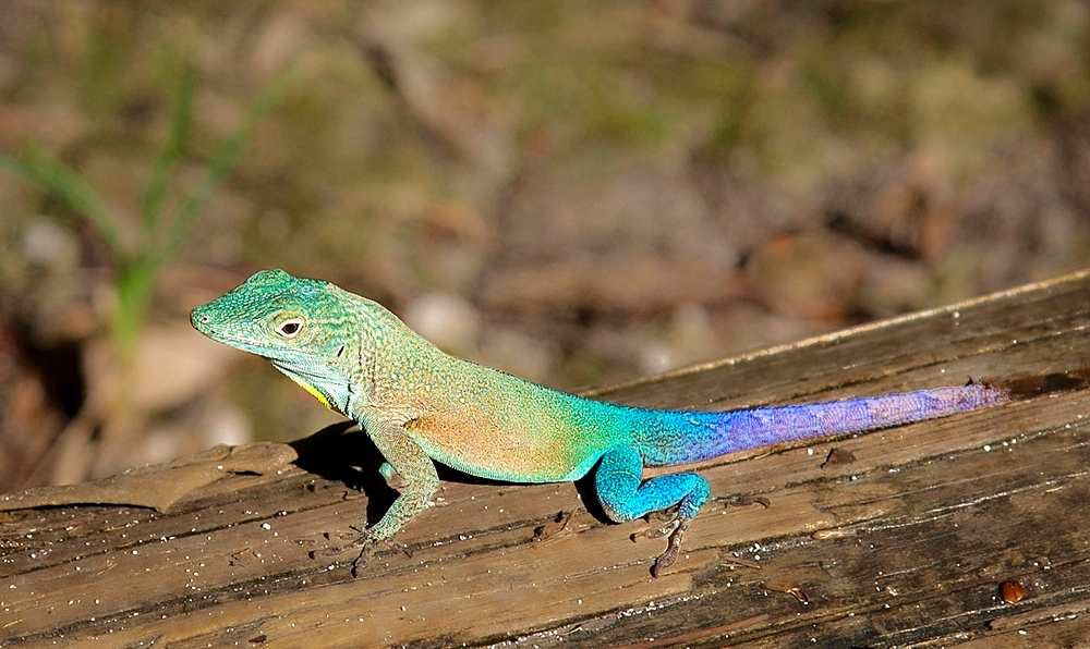 Jamaican Turquoise Anole lizard (Anolis grahami) also known as Graham's anole. A native species to Jamaica, it is also found in Bermuda.