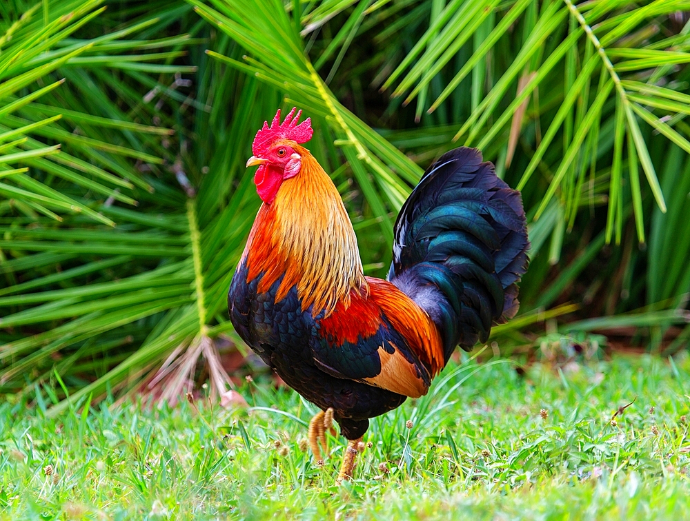 Feral cockerel in Spittal Pond Nature Reserve, Smith's, Bermuda, Atlantic, North America