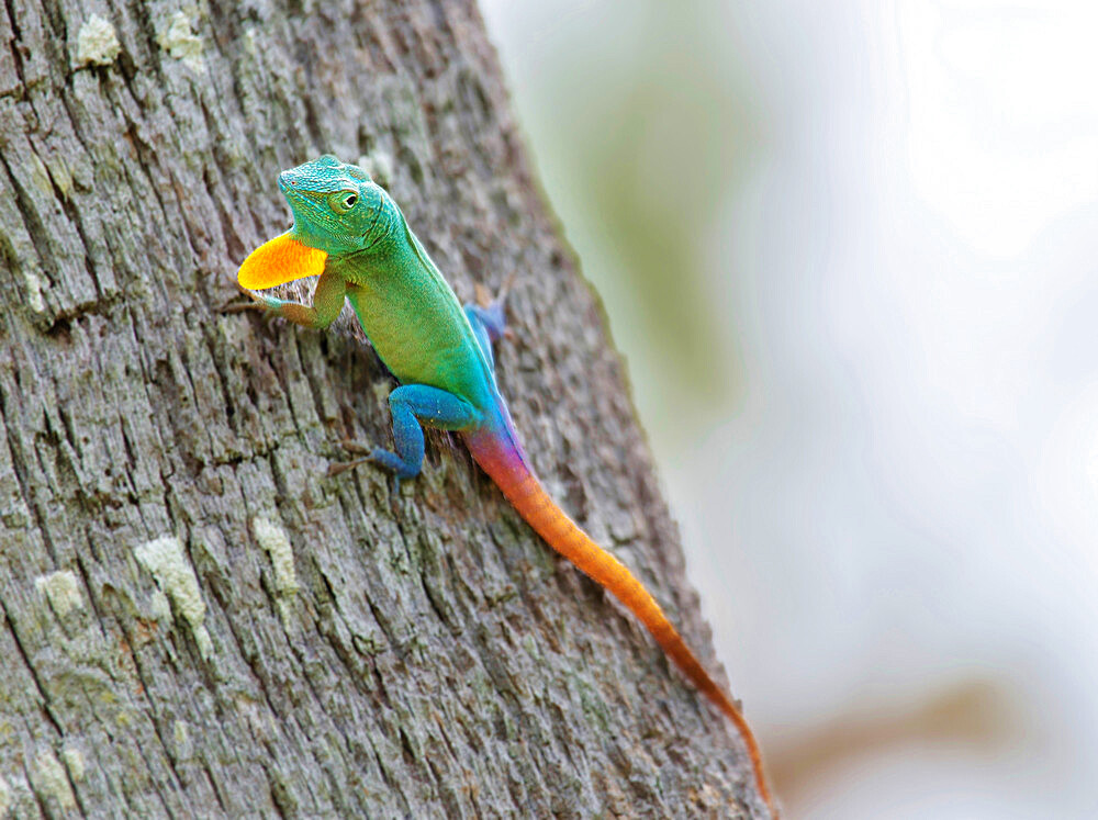 Male Jamaican Anole Lizard (Anolis Grahami) with Dewlap extended, introduced to Bermuda in 1905 to eat fruit flies, Bermuda, Atlantic, Central America