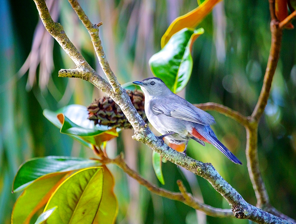 Grey Catbird (Dumetella carolinensis), an insect eating bird, common in North and Central America