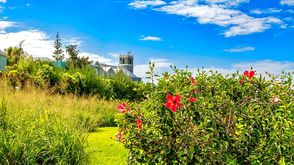 The Marsden First United Methodist Church in Smiths, Bermuda, glimpsed through the Hibiscus flowers.