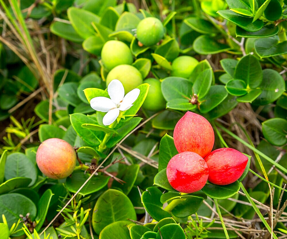 Natal Plum (carissa macrocarpa) - a shrub that is native to Southern Africa but is popular in Bermuda as a plant for hedges. It tolerates salt and wind and its sharp thorns deter trespassers.