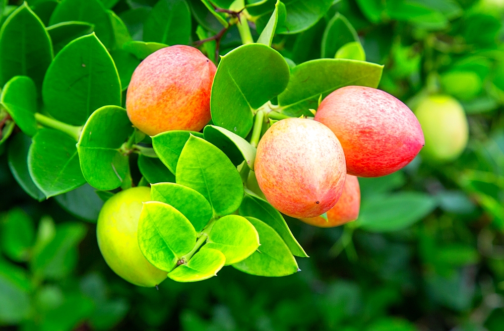 Natal Plum (carissa macrocarpa), a shrub native to Southern Africa, popular in Bermuda as a plant for hedges, Bermuda, North Atlantic