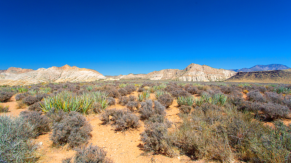 The White Rocks in the north of Snow Canyon State Park near St George, Southern Utah, USA.