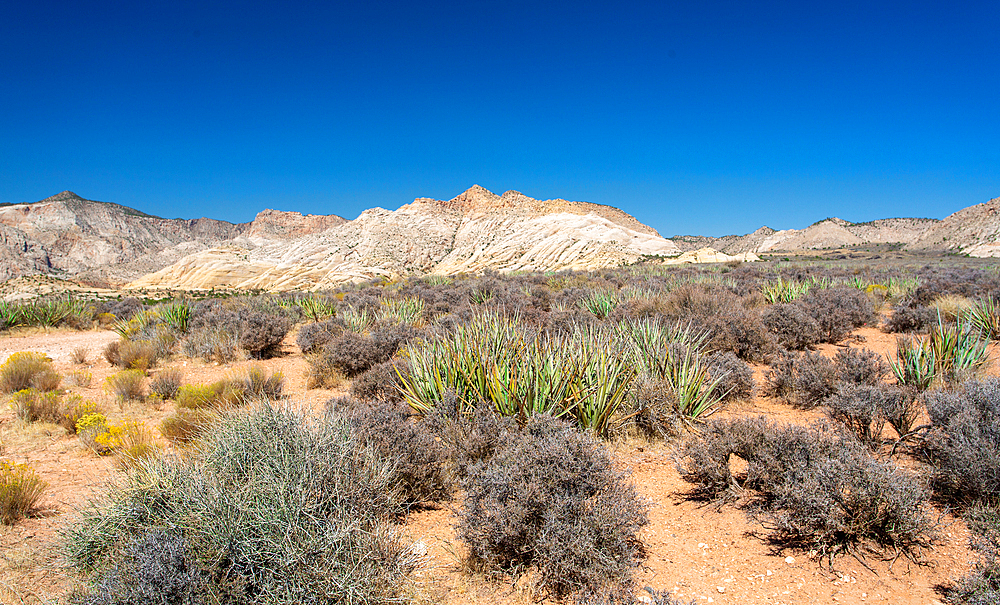 The White Rocks in the north of Snow Canyon State Park near St. George, Southern Utah, United States of America, North America.