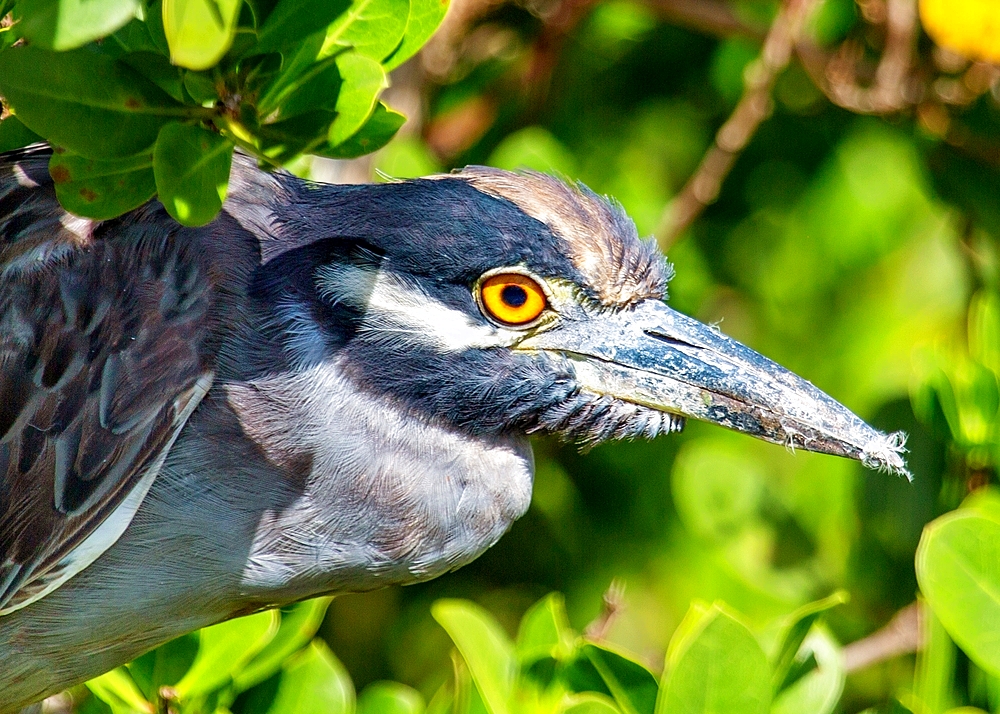 Yellow Crowned Night Heron (Nyctanassa Violacea), a wading bird found in the Americas that feeds on crustacea, Bermuda, Atlantic, Central America