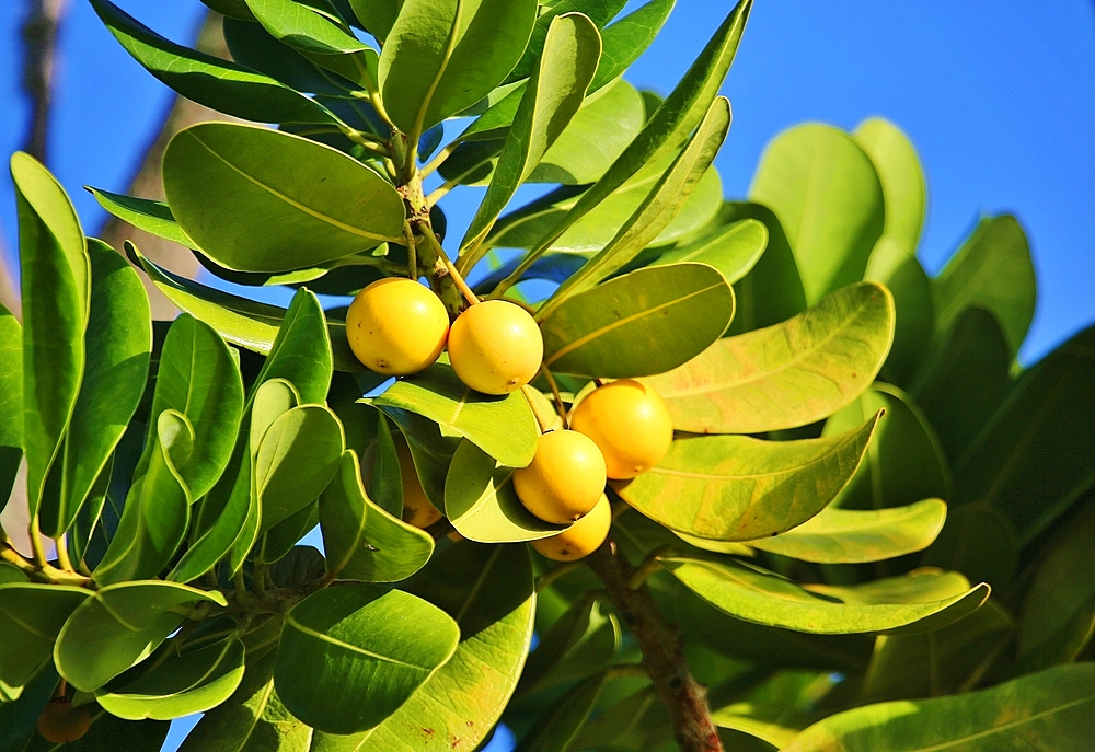 Fruit of the mimusops coriacea tree, also known as Monkey's Apple. It is a leafy evergreen tree, common in Madagascar, which produces edible yellow fruit.