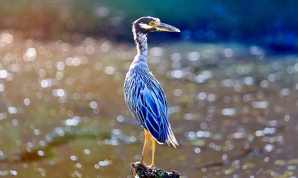 Yellow Crowned Night Heron (Nyctanassa Violacea), a wading bird found in the Americas that feeds on crustacea, Bermuda, Atlantic, Central America