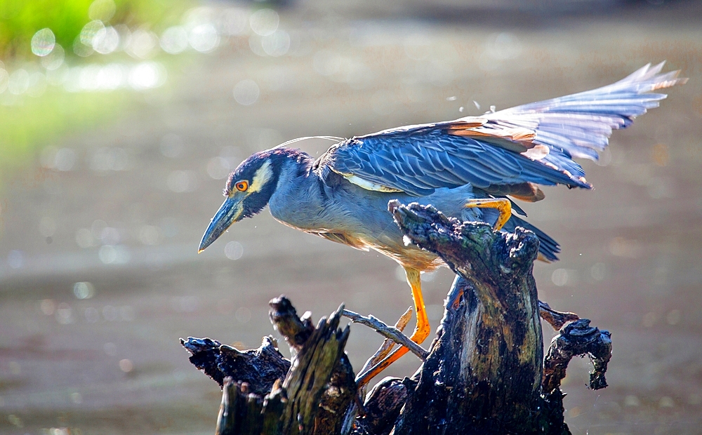 Yellow Crowned Night Heron (Nyctanassa Violacea), wading bird of the Americas that feeds on crustacea, Bermuda, Atlantic