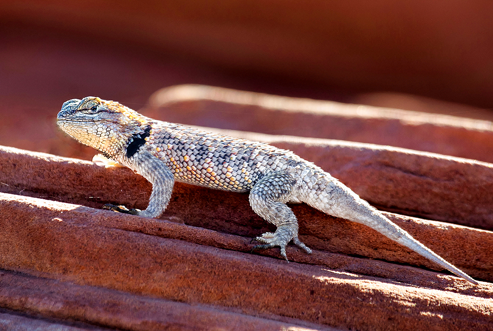 Desert Spiny Lizard (Sceloporus magister) in the Sand Hollow State Park near St George, Utah, USA. The species is found in Mexico and desert areas of the southern USA.