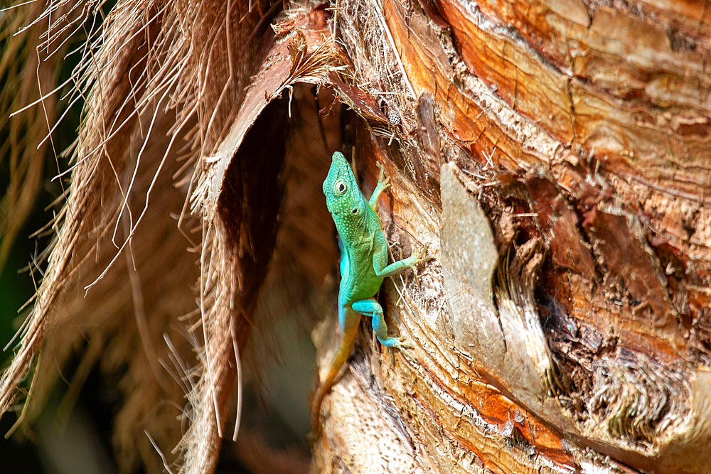 Jamaican Turquoise Anole lizard (Anolis grahami) (Graham's anole), Bermuda