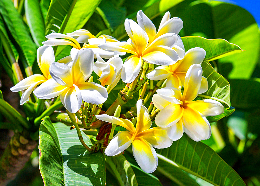 Frangipane flowers (Plumeria alba). The flowers of this tree are highly fragrant and are used to make soaps, perfumes and essential oils.