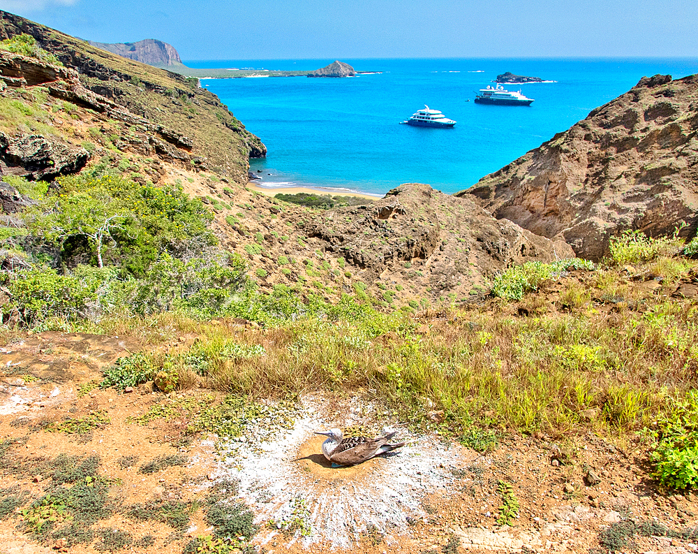 Punta Pitt, San Cristobal island in the Galapagos, Ecuador with a blue footed booby (sula nebouxii) nesting in the foreground. One of the most beautiful locations in the Galapagos, it is home to three species of boobies and many other creatures.