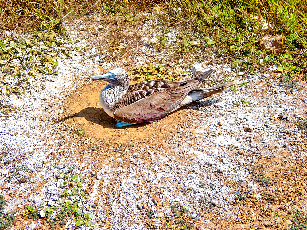 Blue footed booby (sula nebouxii) incubating eggs at Punta Pitt, San Cristobal Island, Galapagos, UNESCO, Ecuador