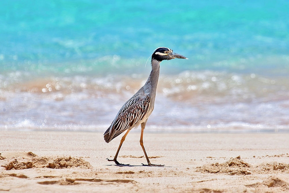 Yellow Crowned Night Heron (Nyctanassa Violacea), wading bird of the Americas that feeds on crustacea, Bermuda, Atlantic