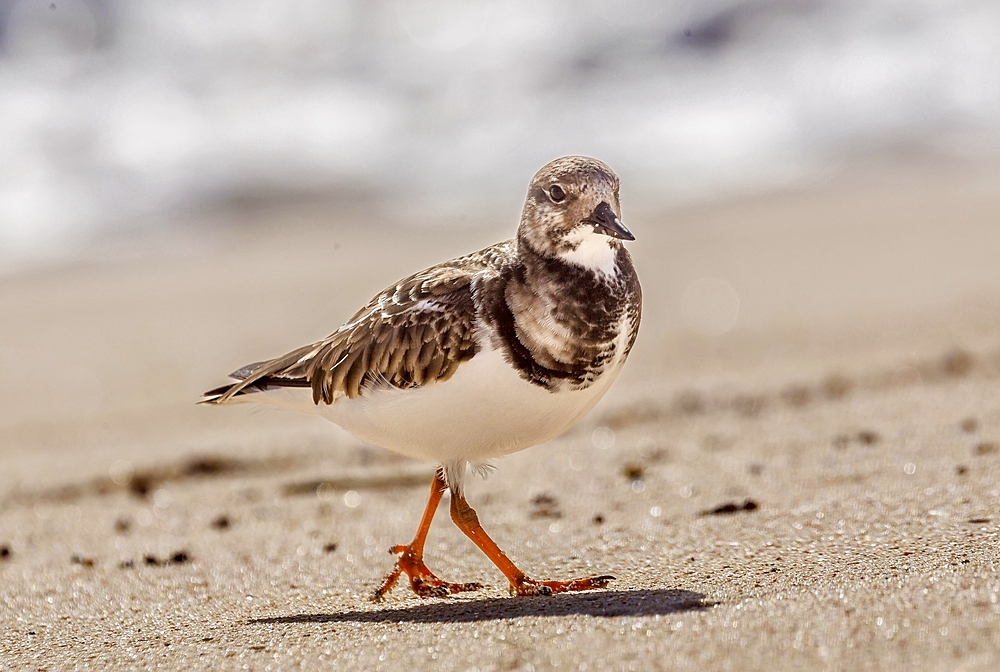 Ruddy Turnstone (Arenaria Interpres), a small cosmopolitan wading bird, Bermuda, Atlantic, North America