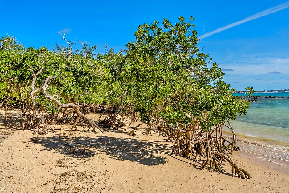 Mangrove trees on the beach at Blue Hole Park, Bermuda.