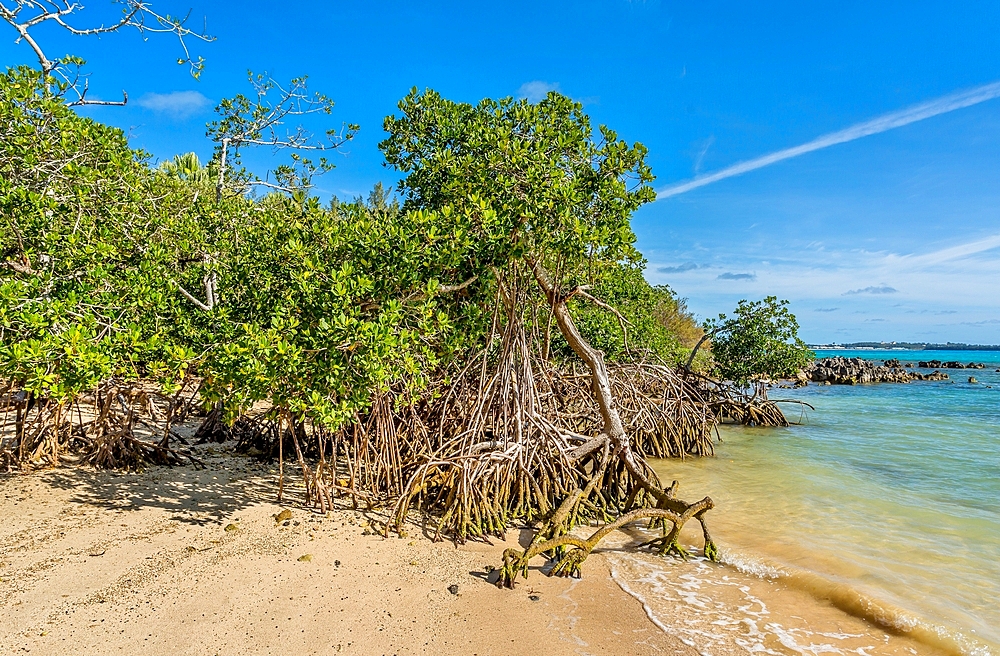 Mangrove trees on the beach at Blue Hole Park, Bermuda.