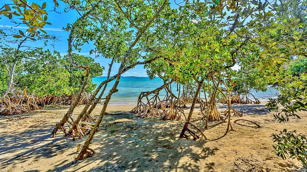 Mangrove trees on the beach at Blue Hole Park, Bermuda.