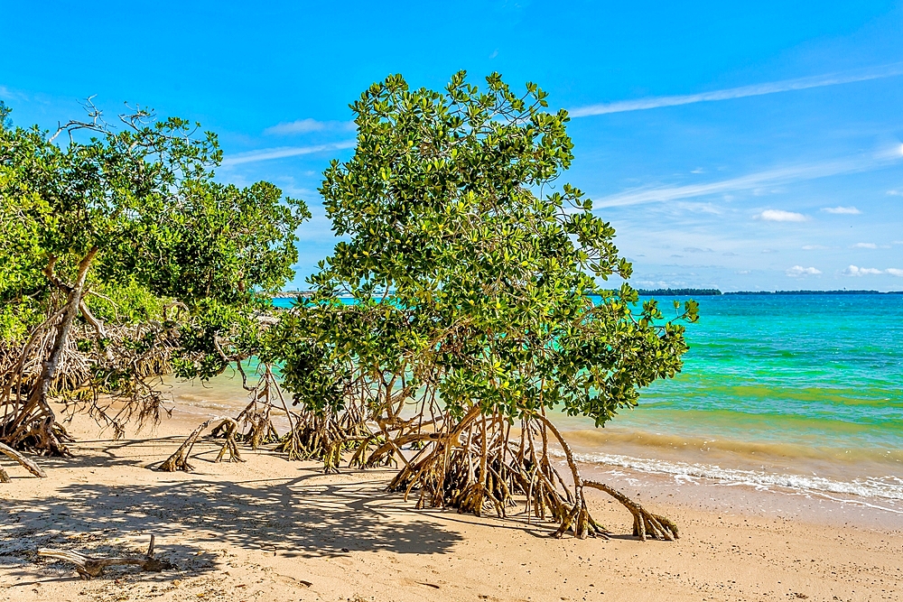 Mangrove trees on the beach at Blue Hole Park, Bermuda.