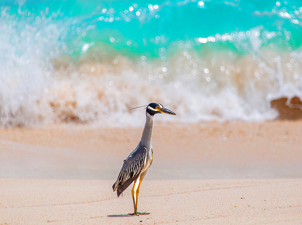 Yellow Crowned Night Heron (Nyctanassa Violacea) on the beach, a wading bird found in the Americas that feeds on crustacea, Bermuda, Atlantic, Central America