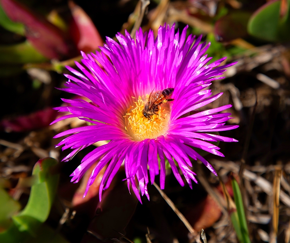 Hottentot fig (Carpobrotus edulis) flower. A South African succulent plant now to be found in Europe, Australia and the Americas.