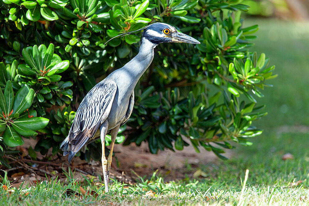 Yellow Crowned Night Heron (Nyctanassa Violacea), a wading bird that feeds on crustacea and found in the Americas, Bermuda, Atlantic, Central America